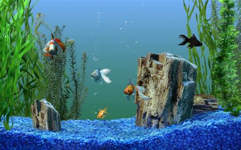 Most Popular Wallpaper Downloads | Aquarium screensaver, Saltwater ...