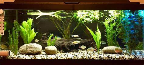 Famous Fish Tank Ideas 20 Gallon References