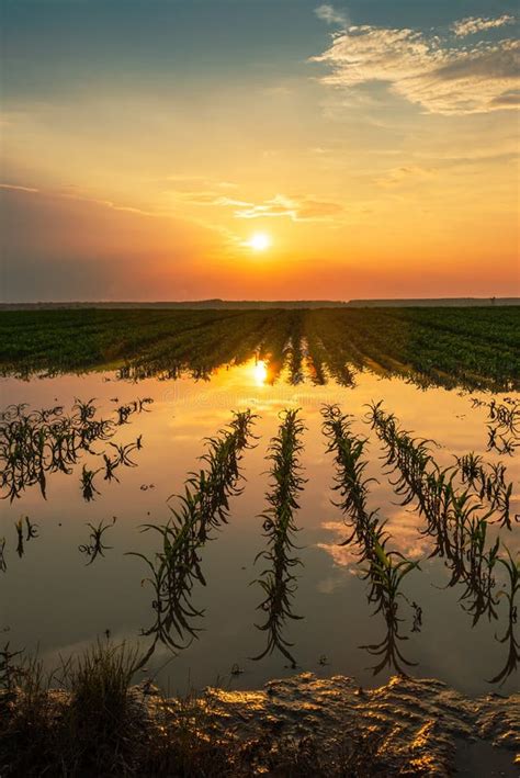 Flooded Young Corn Field Plantation with Damaged Crops in Sunset Stock ...