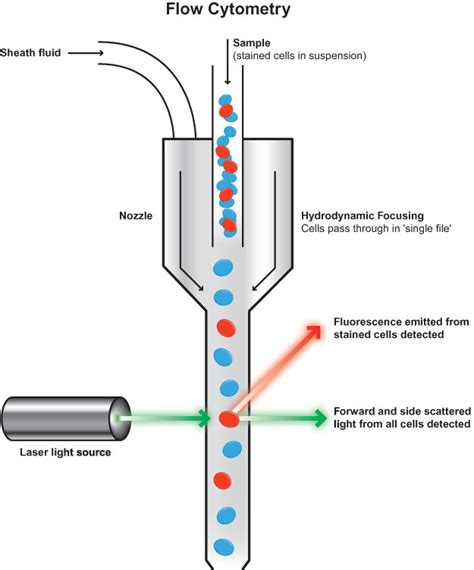 What is flow cytometry? – Cytognos, S.L.