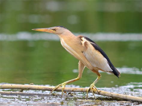 Little Egret Bird Facts (Egretta garzetta) | Birdfact