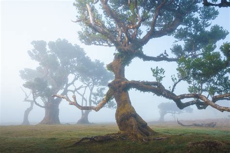 25 Photos of Madeira's Dreamy Fanal Forest by Albert Dros