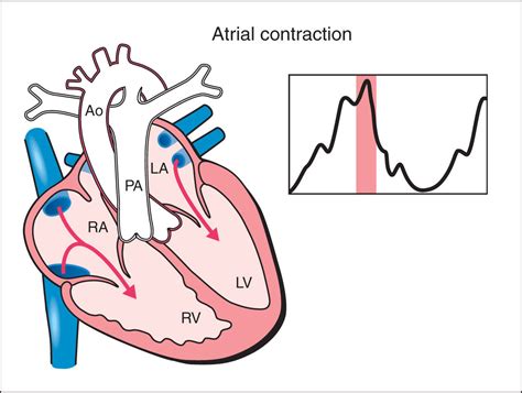 Fetal Cardiac Function | Obgyn Key