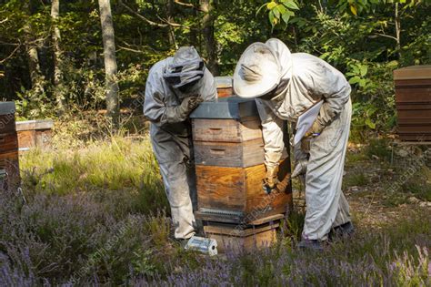 Honey bee hive inspection - Stock Image - C056/5674 - Science Photo Library