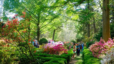 United States National Arboretum | Attractions in Northeast, Washington DC