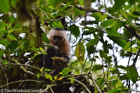 The Famous Monteverde Cloud Forest Reserve - Two Weeks in Costa Rica