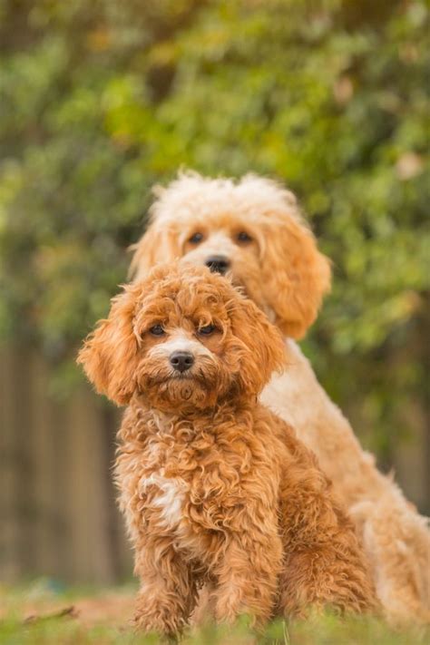 Toy Labradoodle Full Grown Size – Wow Blog