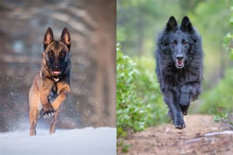 Belgian Malinois vs Belgian Shepherd: What's The Difference? • helloBARK!