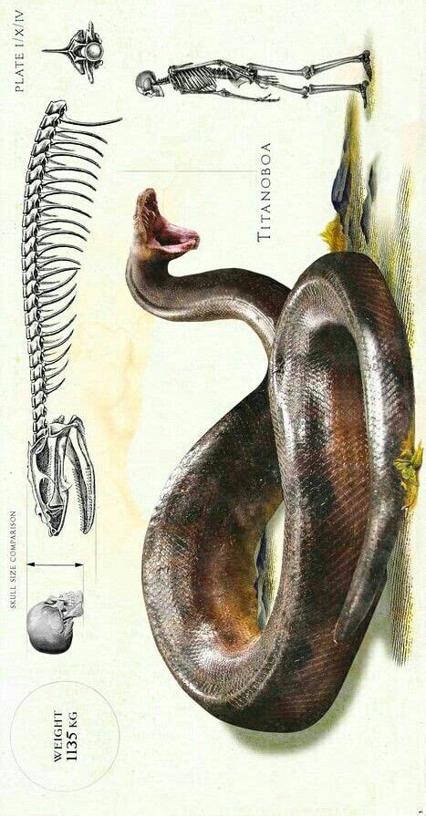 Titanoboa Fossil Found | LightningHeadlines