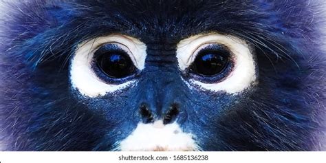 Los ojos del mono langour mirando Foto de stock 1685136238 | Shutterstock