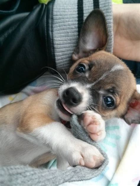 Jackchi- Jack Russell Terrier Chihuahua mix | Cute animals, Cute puppies, Baby animals