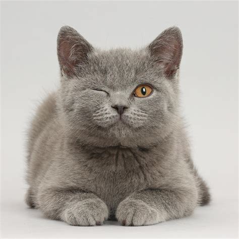 Blue British Shorthair Kitten Photograph by Mark Taylor - Fine Art America