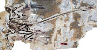 Dinochick Blogs: Paper shines new light on the feather details of Microraptor gui