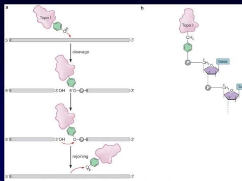 Dna topology