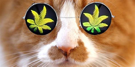 Cat Brings Home Bag Of Weed | HuffPost