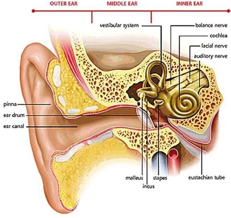 Auditory Nerve Diagram