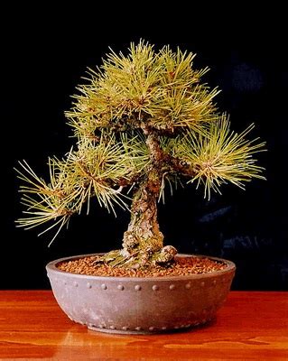 Japanese Black Pine Seeds - Elemental Bonsai Nursery