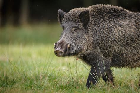 Un couple détient des sangliers dans sa propriété, il est convoqué ...