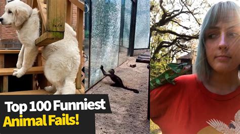 Top 100 ULTIMATE Funniest Animal Fails Compilation | Funny Pet Fails ...