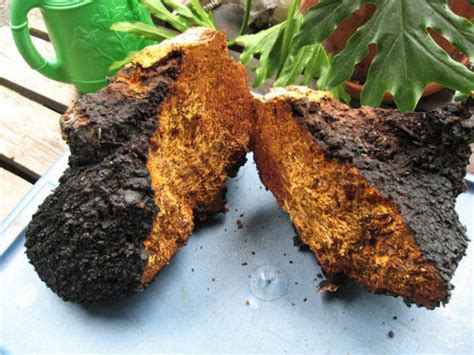 Harvesting of Chaga Mushrooms – Health Essentials Direct