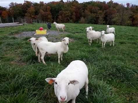 MAD-KETTLE FARM - KATAHDIN SHEEP AND DEXTER CATTLE - Around the Farm