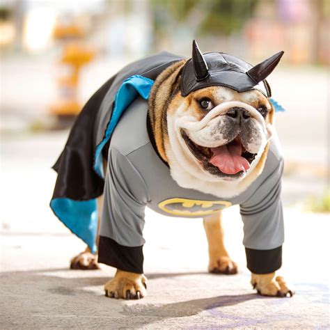 Dog Superhero Costumes: Halloween Costumes for Canine Crimefighters