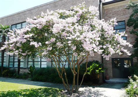 Prune crape myrtle trees properly - LSU AgCenter