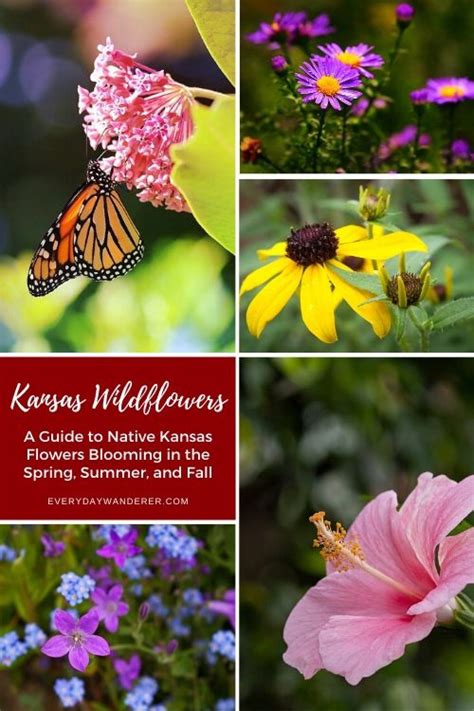 Kansas Wildflowers in Bloom by Season: Spring, Summer & Fall