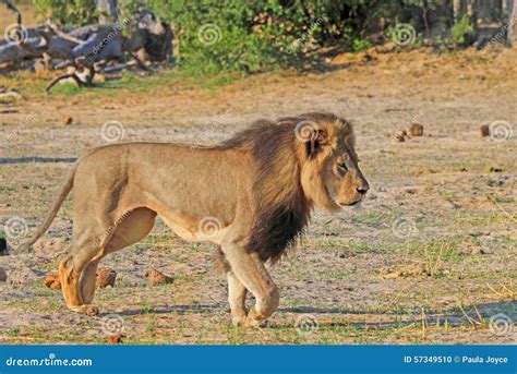 Cecil the Hwange Lion stock photo. Image of hunted, animal - 57349510