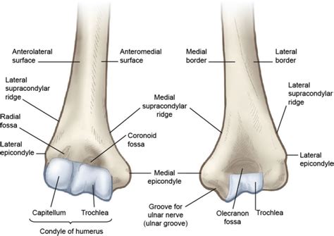 Distal Humerus Anatomy