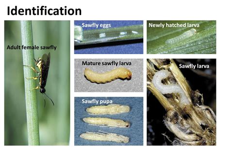 Wheat Stem Sawfly causing problems - Morning Ag Clips