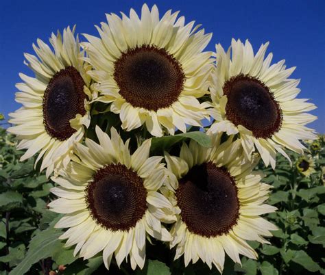 Gardening: Hybrid Technology Leads to New Sunflower Varieties - Lewis Ginter Botanical Garden