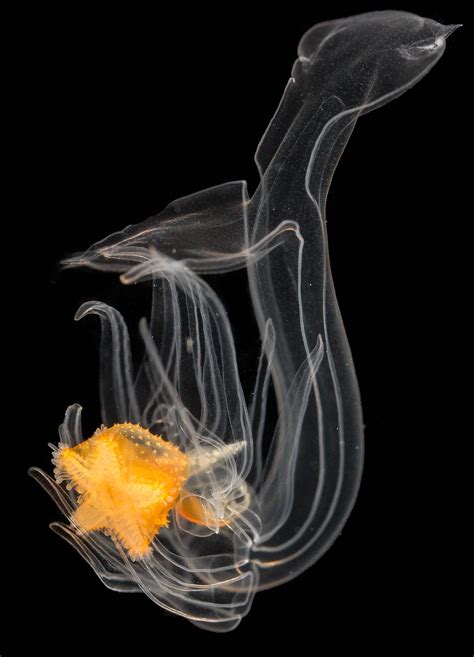 Luidia sarsi C39A7266.jpg | Starfish larvae | Krister Hall | Flickr