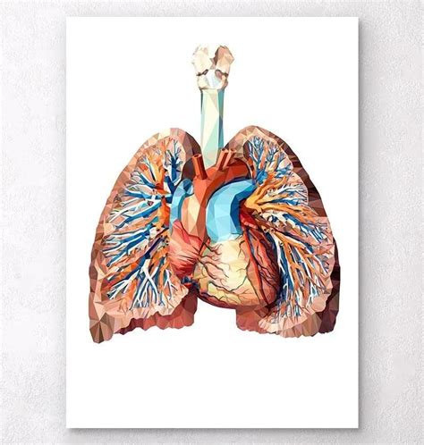 Heart and lungs anatomy II | Lungs art, Lung anatomy, Anatomy art