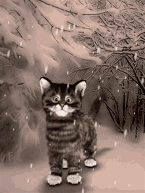 Cat Snow GIF - Cat Snow Taste - Discover & Share GIFs