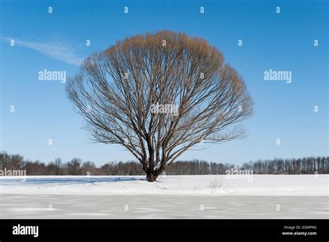 Barren winter tree hi-res stock photography and images - Alamy