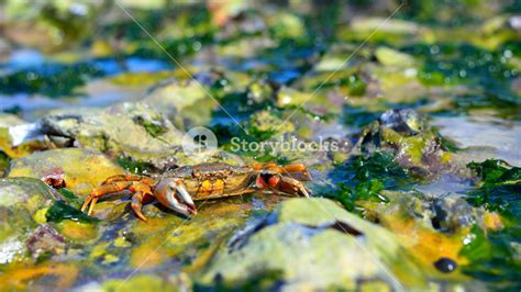 Red shore crab (Carcinus maenus) in its natural habitat on the coast of ...