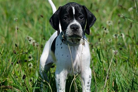 Pointer Puppies For Sale