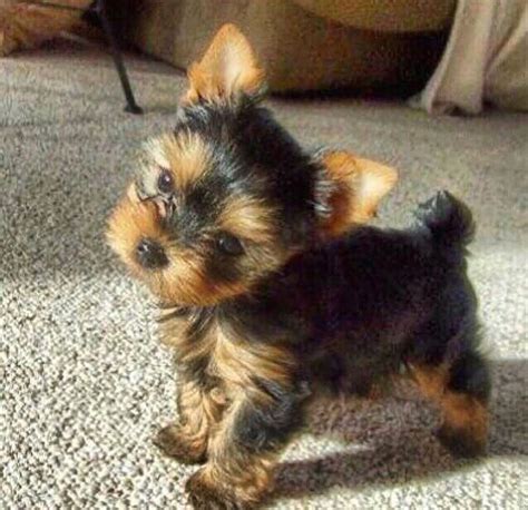 Pin by Dan Silva on Yorkshire Terrier | Teacup yorkie puppy, Yorkshire terrier puppies ...