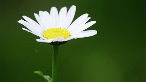 How To Grow And Care For Pyrethrum Daisies - Bunnings Australia