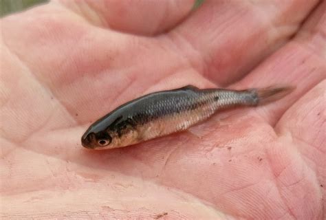 Minnow Identification - Finger Lakes Discussion - Lake Ontario United ...