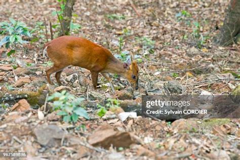 Annamalai Hills Photos and Premium High Res Pictures - Getty Images