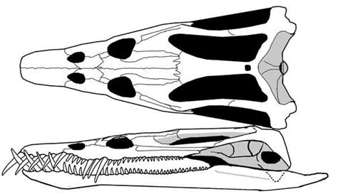 Nothosaurus, Corosaurus and Ceresiosaurus | Palaeontology, Sea monsters ...