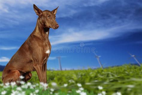 The Pharaoh Hound or Kelb Tal-Fenek Stock Image - Image of canine, friendly: 301243877