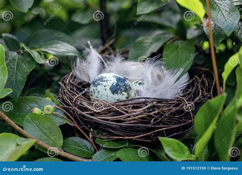 68,755 Bird Eggs Photos - Free & Royalty-Free Stock Photos from ...