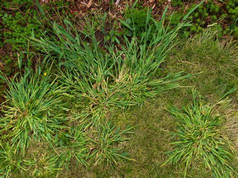 What is Crabgrass and How Do You Control It? - Weed-A-Way Lawn Care