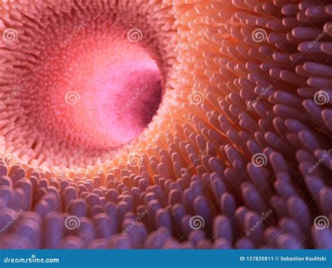 Intestinal villi stock illustration. Illustration of microscopic - 127835811