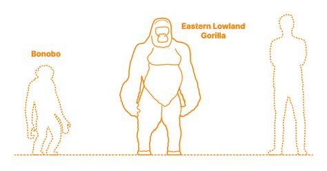 Eastern Lowland Gorilla