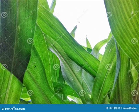 Plants stock image. Image of leaves, mesophytes, upsidedown - 124183203