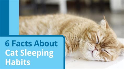 6 Facts About Cat Sleeping Habits - YouTube